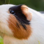 Small Steps, Big Impact