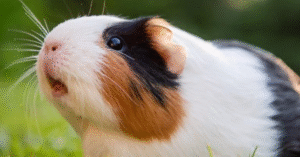 Read more about the article Small Steps, Big Impact